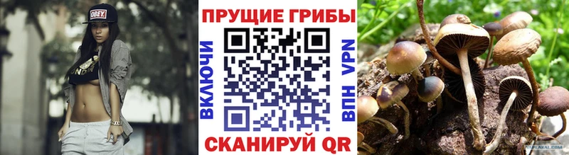 Галлюциногенные грибы прущие грибы  купить   Циолковский 